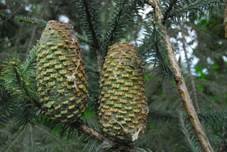 Abies religiosa