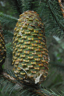 Abies religiosa