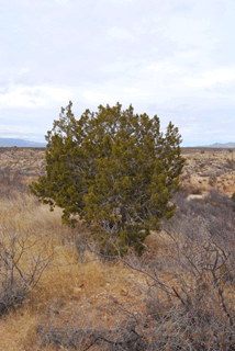 Juniperus coahuilensis arizonica