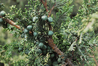 Juniperus monticola compacta