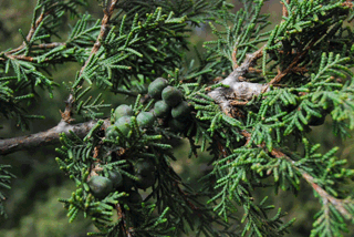 Juniperus monticola compacta