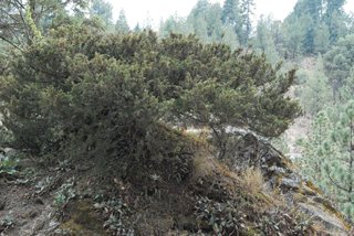 Juniperus monticola compacta
