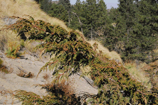 Juniperus monticola compacta