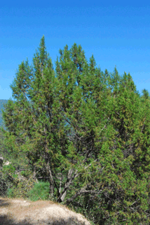 Juniperus jaliscana