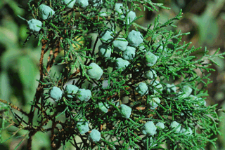 Juniperus jaliscana