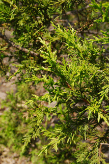 Juniperus flaccida poblana