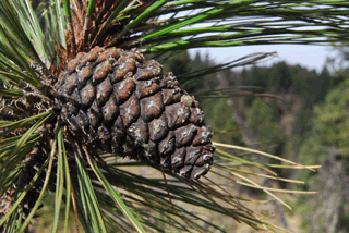 Pinus hartwegii