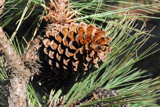 Pinus hartwegii