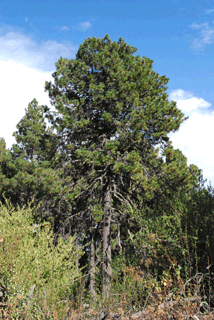 Pinus hartwegii