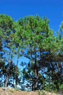 Pinus herrerae