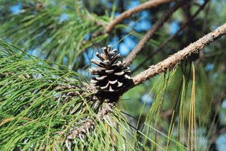Pinus herrerae