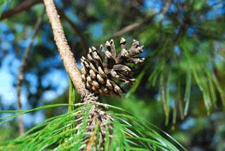 Pinus herrerae