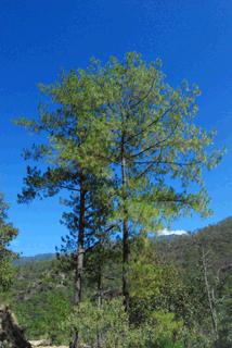 Pinus jaliscana
