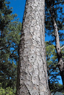 Pinus jaliscana