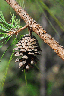 Pinus jaliscana