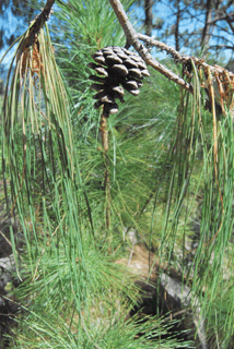 Pinus lumholtzii