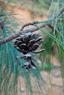 Pinus lumholtzii