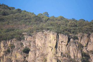 Pinus maximartinezii