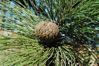 Pinus oocarpa