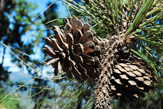 Pinus oocarpa