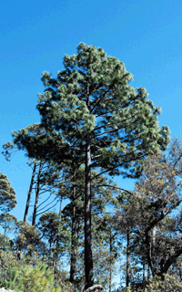 Pinus pseudostrobus