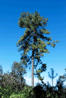 Pinus pseudostrobus