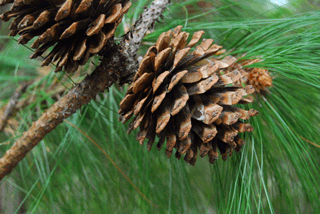 Pinus pseudostrobus