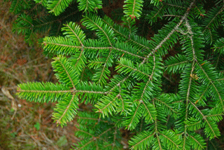 Abies balsamea