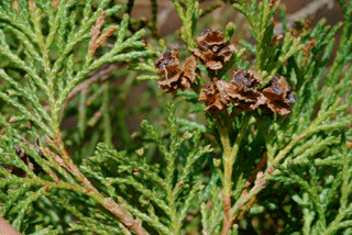 Chamaecyparis thyoides
