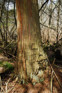 Chamaecyparis thyoides