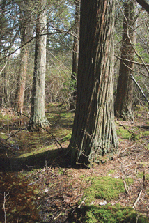 Chamaecyparis thyoides