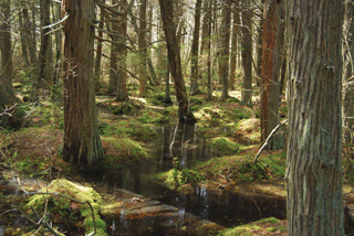 Chamaecyparis thyoides