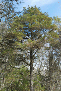 Chamaecyparis thyoides