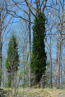 Juniperus virginiana crebra
