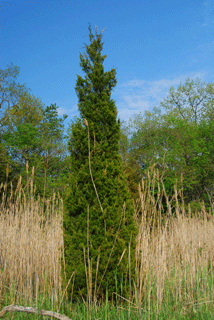 Juniperus virginiana crebra