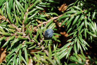 Juniperus communis depressa