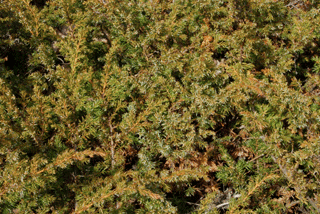 Juniperus communis depressa