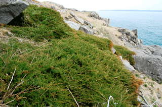 Juniperus horizontalis