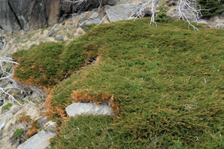 Juniperus horizontalis