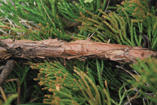 Juniperus horizontalis