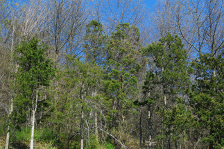 Juniperus virginiana