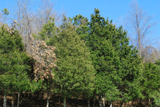 Juniperus virginiana