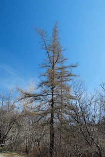 Larix laricina