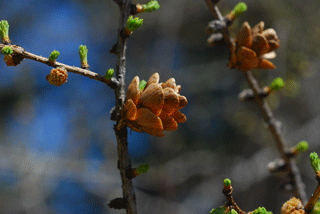 Larix laricina