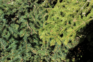 Picea glauca