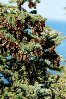 Picea glauca