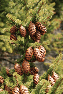 Picea rubens
