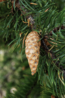 Pinus banksiana