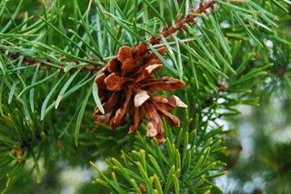 Pinus banksiana