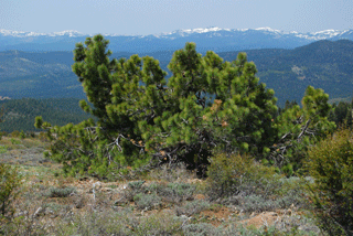 Pinus washoensis